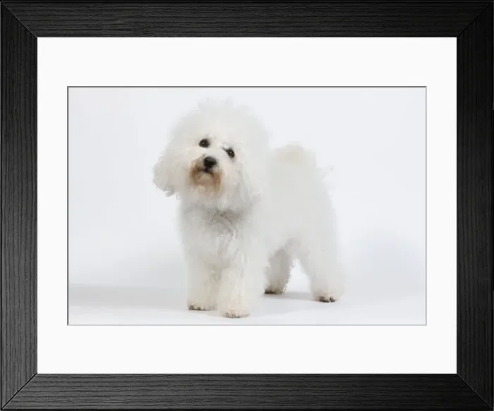 Framed Print : Dog - Bichon Frise - in studio Framed Print : Dog - Bichon Frise - in studio