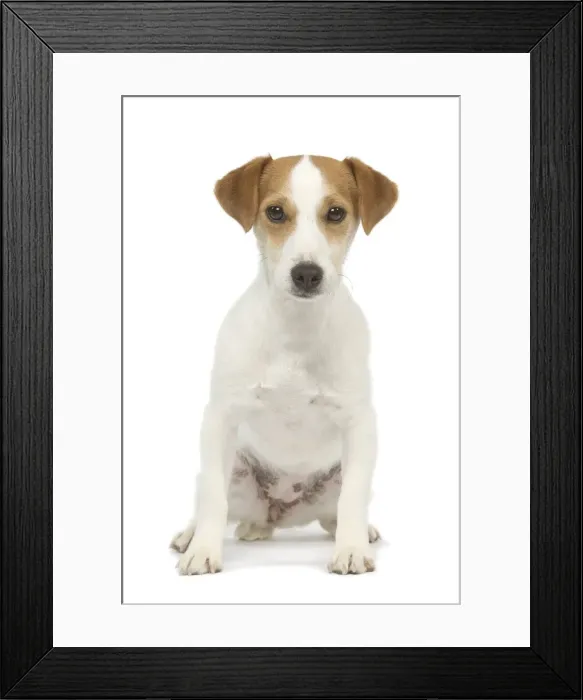 Framed Print : Dog - Jack Russell - in studio Framed Print : Dog - Jack Russell - in studio