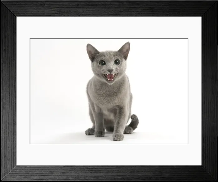 Framed Print : Cat - Russian Blue miaowing Framed Print : Cat - Russian Blue miaowing