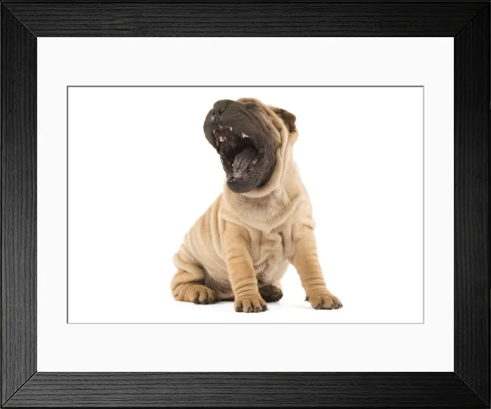 Framed Print : Dog - Shar Pei - in studio yawning Framed Print : Dog - Shar Pei - in studio yawning