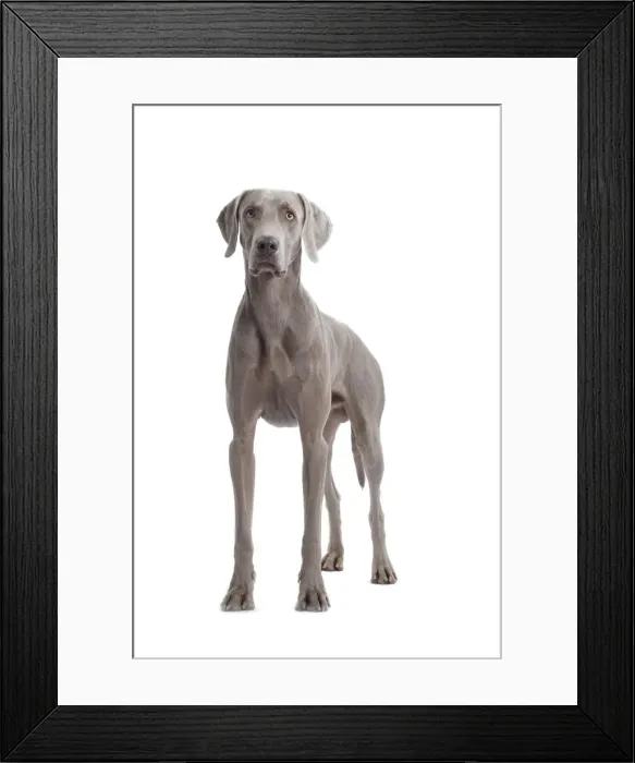 Framed Print : Dog - Weimaraner Framed Print : Dog - Weimaraner