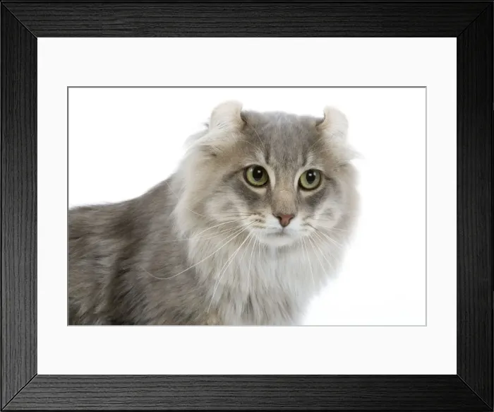 Framed Print : Cat - American curl blue blotched tabby in studio Framed Print : Cat - American curl blue blotched tabby in studio