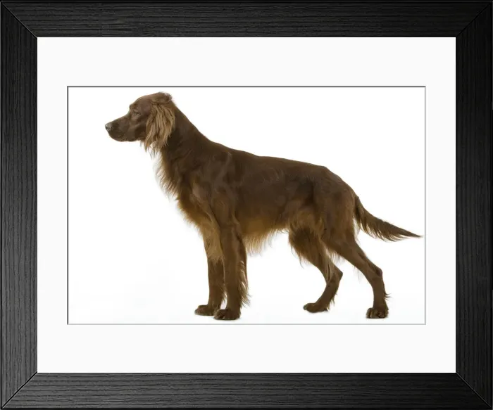 Framed Print : Dog - Red / Irish Setter Framed Print : Dog - Red / Irish Setter