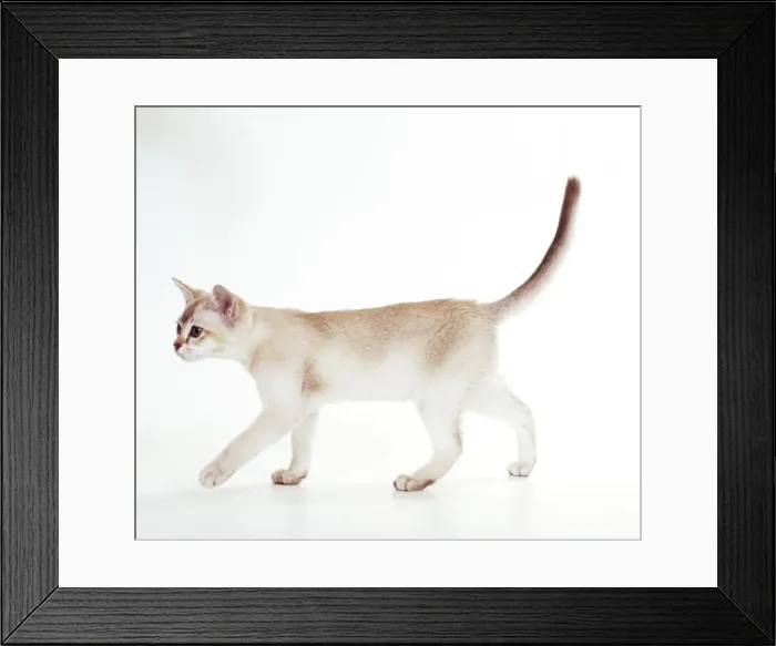Framed Print : Cat JD 14558 British Angora - Chocolate © John Daniels / ARDEA LONDON Framed Print : Cat JD 14558 British Angora - Chocolate © John Daniels / ARDEA LONDON
