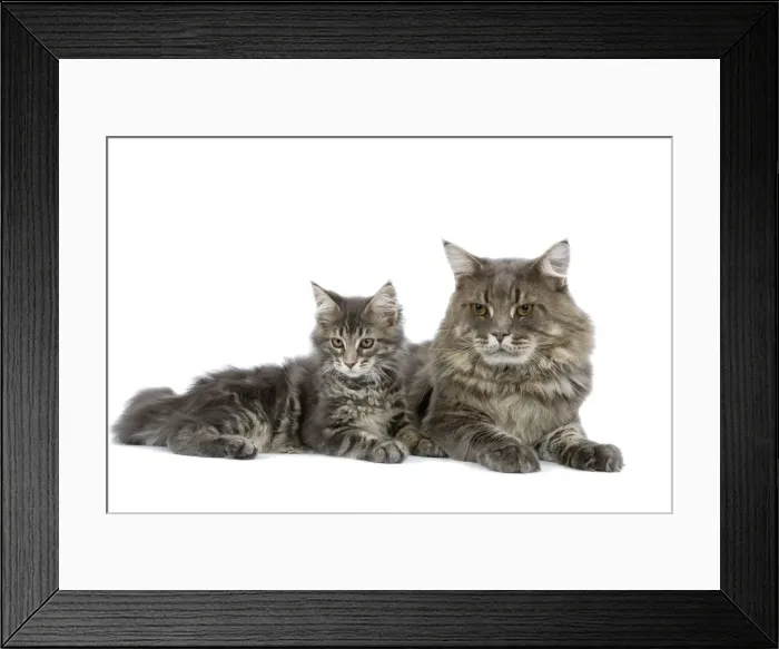 Framed Print : Cat - Maine Coon blue blotched tabby - adult & kitten