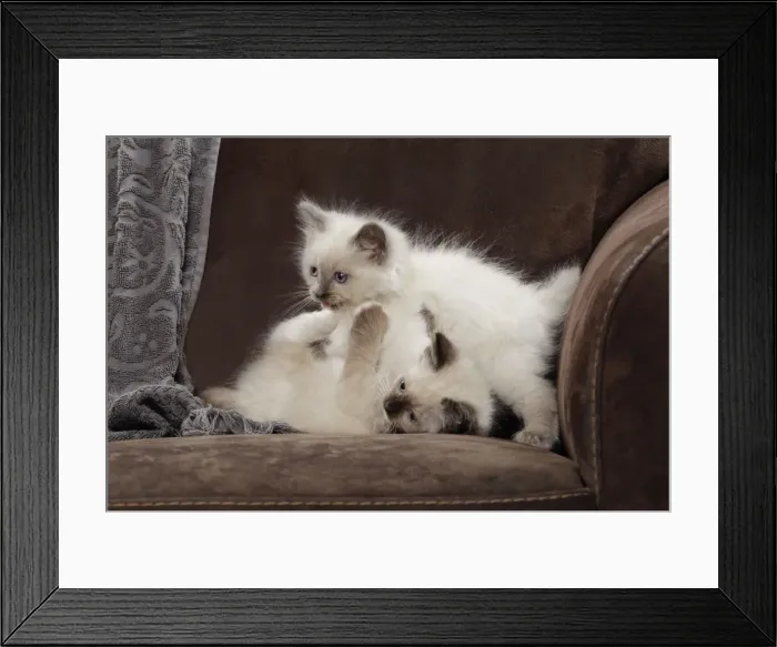 Framed Print : Cat - two Ragdoll kittens playing Framed Print : Cat - two Ragdoll kittens playing