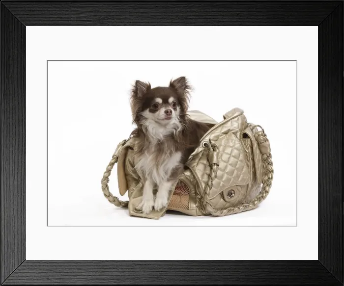 Framed Print : Dog - Long-haired Chihuahua in handag in studio Framed Print : Dog - Long-haired Chihuahua in handag in studio