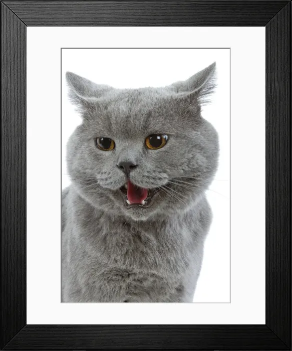 Framed Print : Cat - British Blue in studio Framed Print : Cat - British Blue in studio