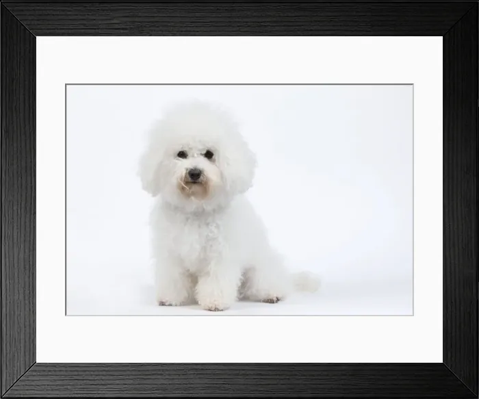 Framed Print : Dog - Bichon Frise - in studio Framed Print : Dog - Bichon Frise - in studio