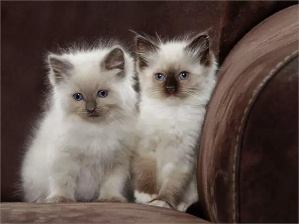 Cat - two Ragdoll kittens