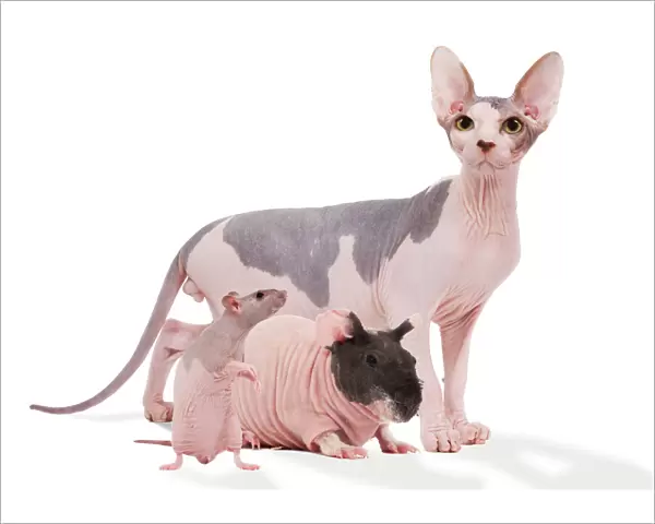 Hairless Animals - Sphinx cat, rodent & rat