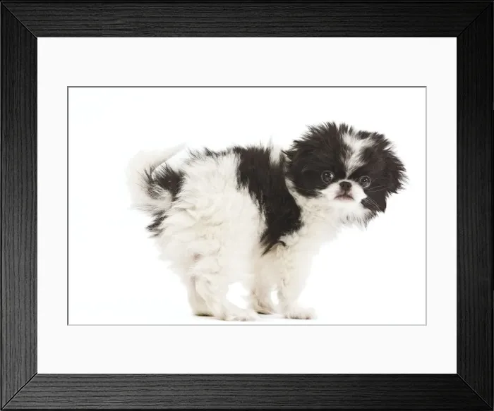 Framed Print : Dog - Japanese Chin / Spaniel - puppy in studio Framed Print : Dog - Japanese Chin / Spaniel - puppy in studio