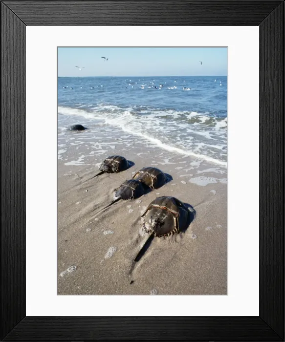 Framed Print : Horseshoe Crab Framed Print : Horseshoe Crab