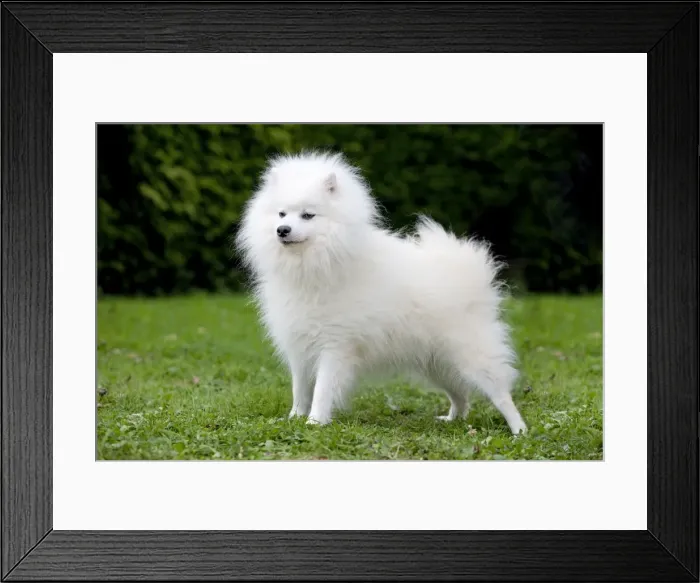 Framed Print : Dog - Japanese Spitz Framed Print : Dog - Japanese Spitz