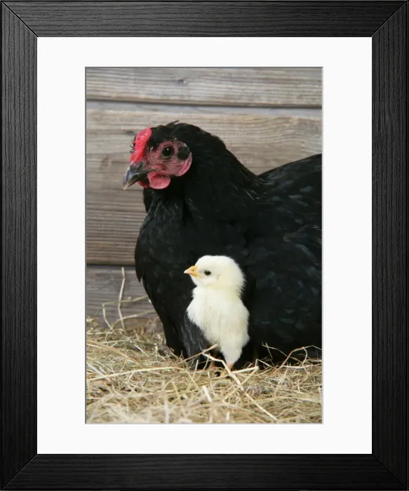Framed Print : Chicken - wih chick Framed Print : Chicken - wih chick