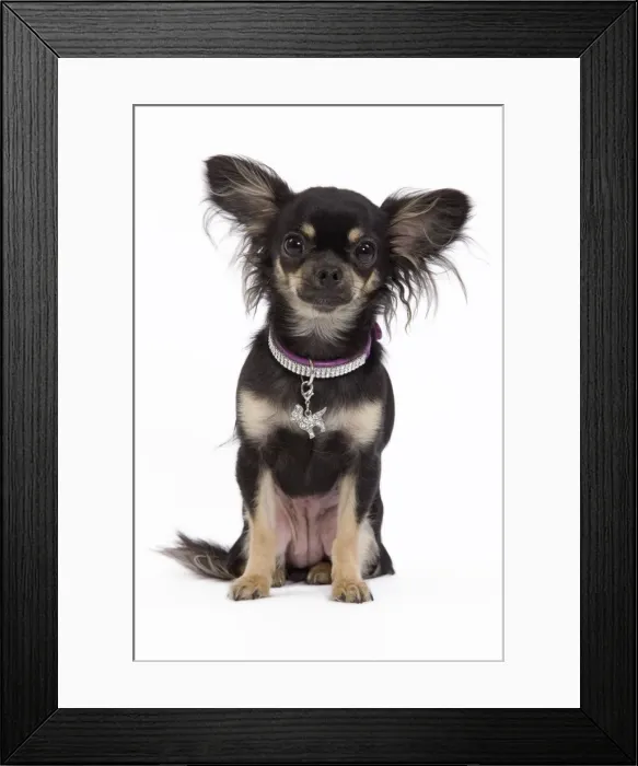 Framed Print : Dog - Long-haired Chihuahua in studio wearing purple collar Framed Print : Dog - Long-haired Chihuahua in studio wearing purple collar