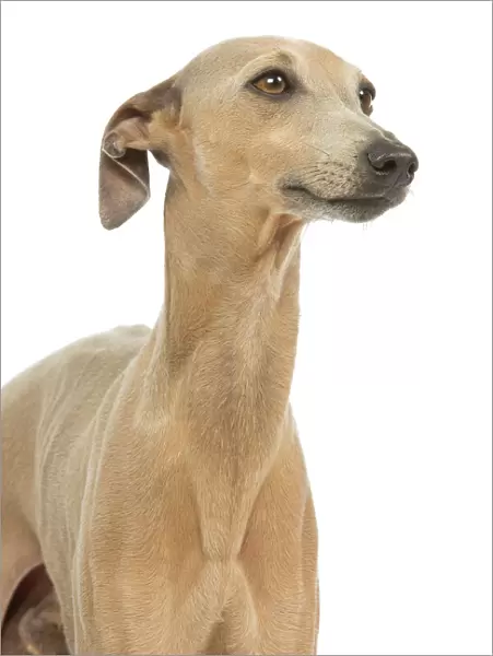 Dog - Small Italian Greyhound - in studio