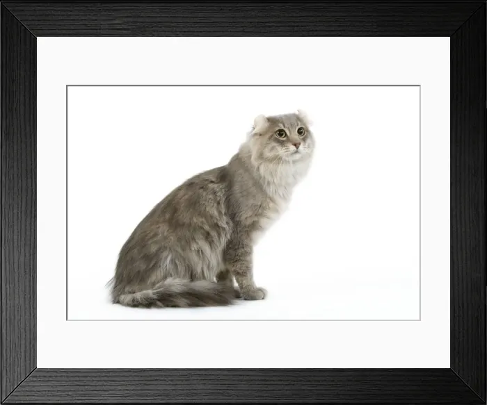 Framed Print : Cat - American curl blue blotched tabby in studio Framed Print : Cat - American curl blue blotched tabby in studio