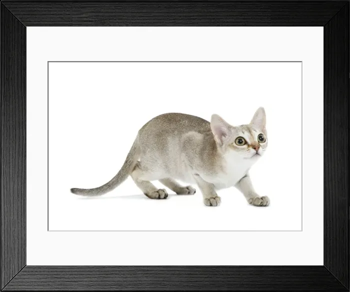 Framed Print : Cat - Singapura kitten in studio Framed Print : Cat - Singapura kitten in studio