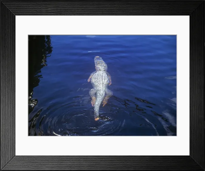 Framed Print : American Alligator - swimming with damaged tail - USA Framed Print : American Alligator - swimming with damaged tail - USA