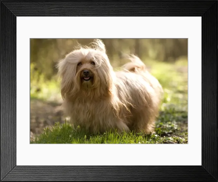 Framed Print : Dog - Bichon Havanais / Havanese Framed Print : Dog - Bichon Havanais / Havanese