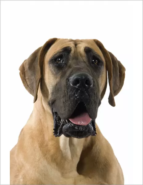 Dog - Great Dane  /  German Mastiff  /  Dogue Allemand  /  Deutsche Dogge