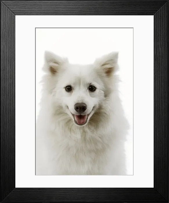 Framed Print : Dog - Japanese Spitz Framed Print : Dog - Japanese Spitz