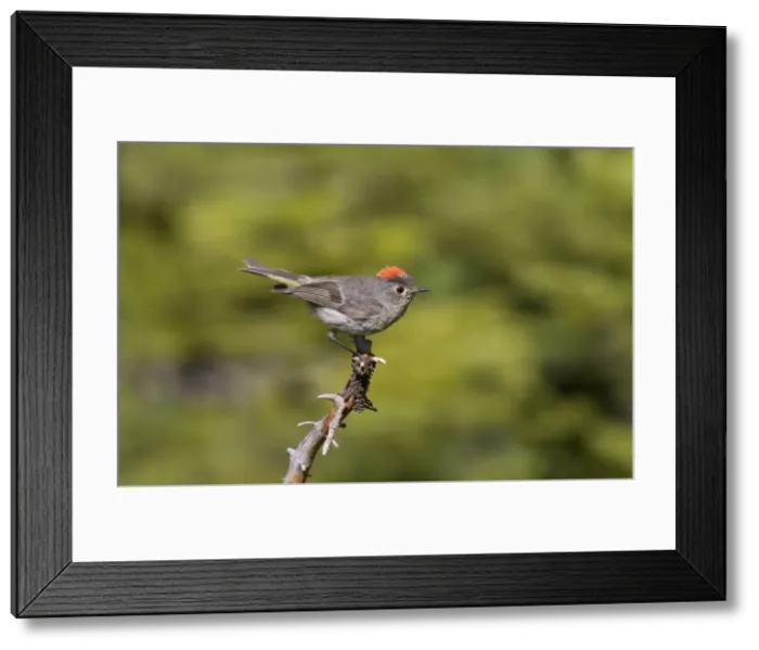 Framed Print : Ruby-crowned Kinglet - adult - July in Wyoming mountains - USA Framed Print : Ruby-crowned Kinglet - adult - July in Wyoming mountains - USA