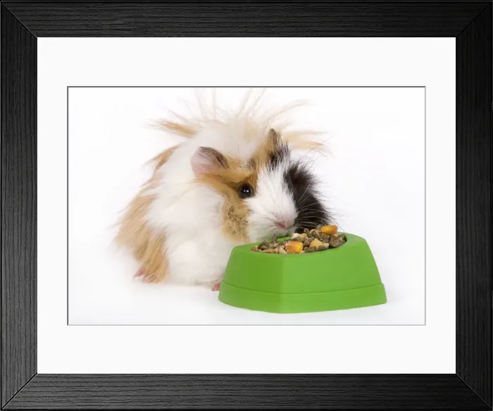Framed Print : Guinea Pig - eating from bowl Framed Print : Guinea Pig - eating from bowl