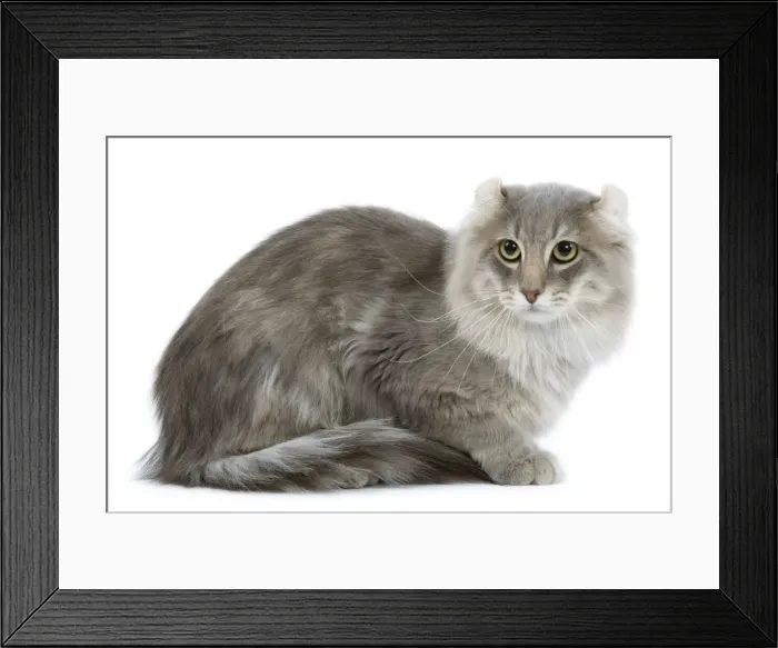 Framed Print : Cat - American curl blue blotched tabby in studio Framed Print : Cat - American curl blue blotched tabby in studio