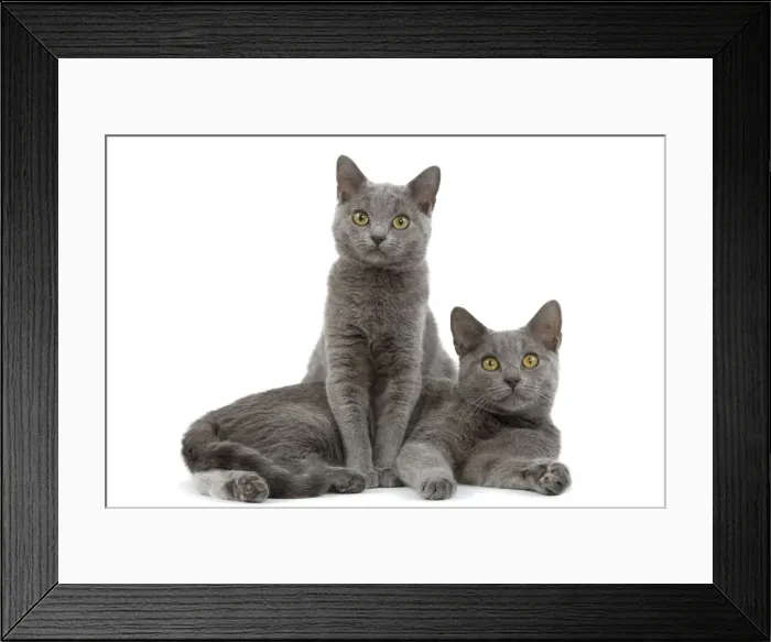Framed Print : Cat - Chartreux kittens in studio Framed Print : Cat - Chartreux kittens in studio