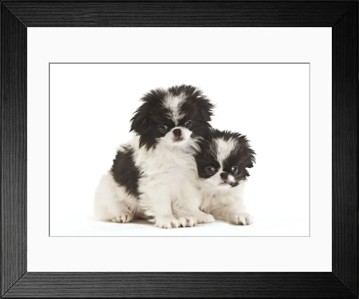 Framed Print : Dog - Japanese Chin / Spaniel - puppies in studio Framed Print : Dog - Japanese Chin / Spaniel - puppies in studio