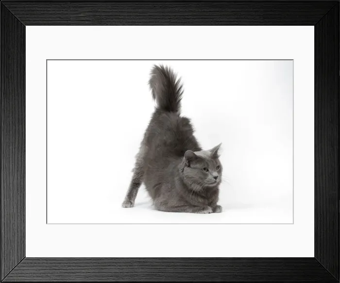 Framed Print : Cat - Nebelung in studio Framed Print : Cat - Nebelung in studio