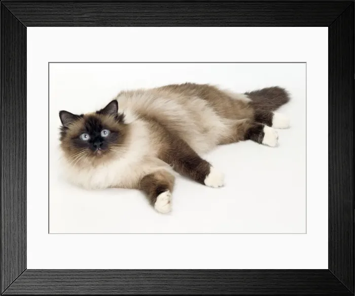 Framed Print : Cat - Birman lying in studio Framed Print : Cat - Birman lying in studio