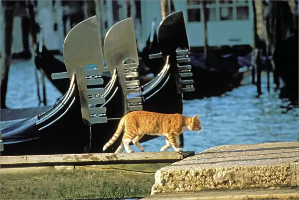 Cat - Ginger cat walking on boardwalk next to gondolas - Venice - Italy