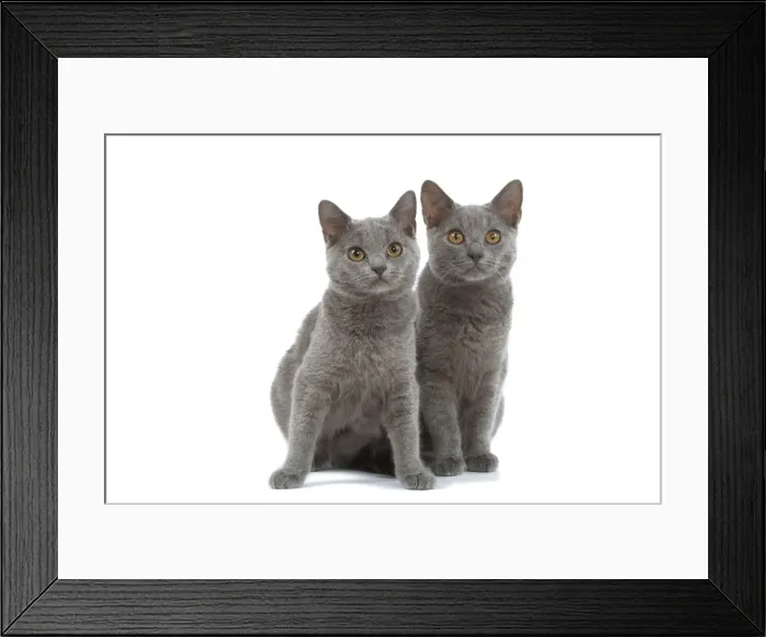 Framed Print : Cat - Chartreux kittens in studio Framed Print : Cat - Chartreux kittens in studio