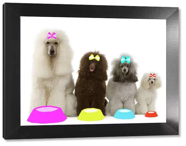 Dog - Poodles - Standard, Moyen, Minature  /  nain & toy wearing bows with dog bowls in studio