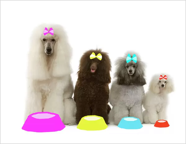 Dog - Poodles - Standard, Moyen, Minature  /  nain & toy wearing bows with dog bowls in studio