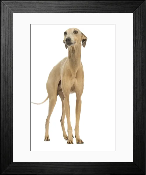 Framed Print : Dog - Small Italian Greyhound - in studio Framed Print : Dog - Small Italian Greyhound - in studio