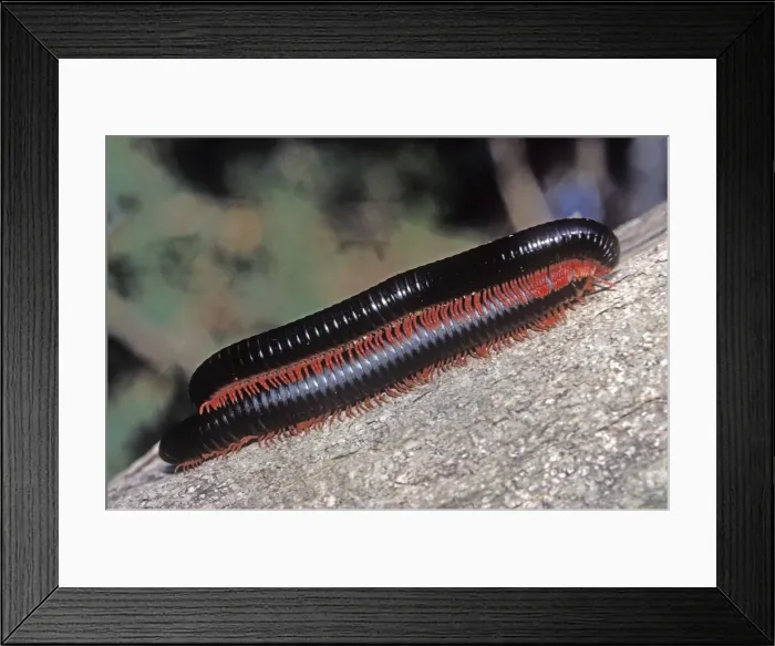 Framed Print : Two Giant Millipedes - Coastal Forest - Mombasa - Kenya Framed Print : Two Giant Millipedes - Coastal Forest - Mombasa - Kenya
