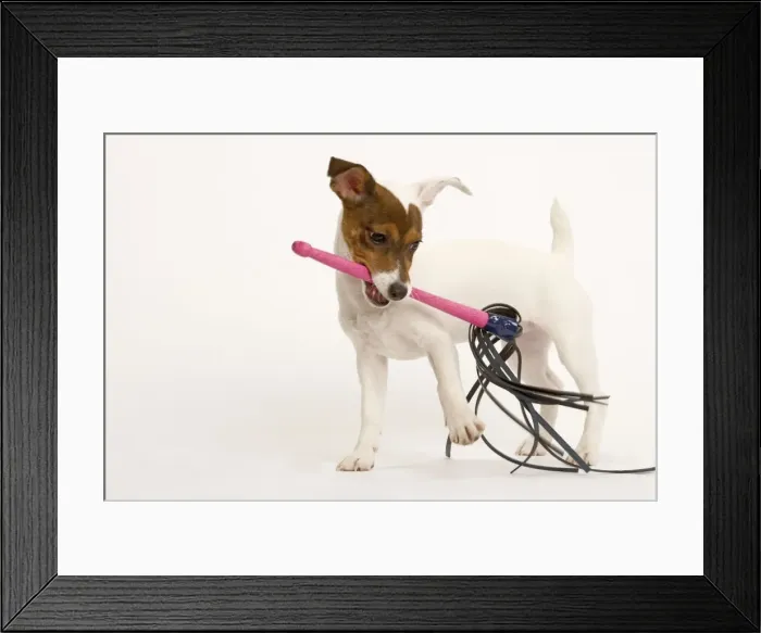 Framed Print : Dog - Jack Russell - playing with toy Framed Print : Dog - Jack Russell - playing with toy