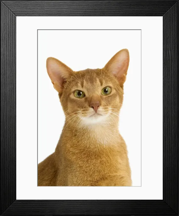 Framed Print : Cat - Abyssinian - red - in studio Framed Print : Cat - Abyssinian - red - in studio