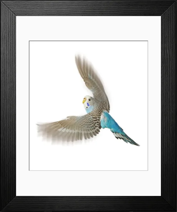 Framed Print : Budgerigar - in flight in studio Framed Print : Budgerigar - in flight in studio