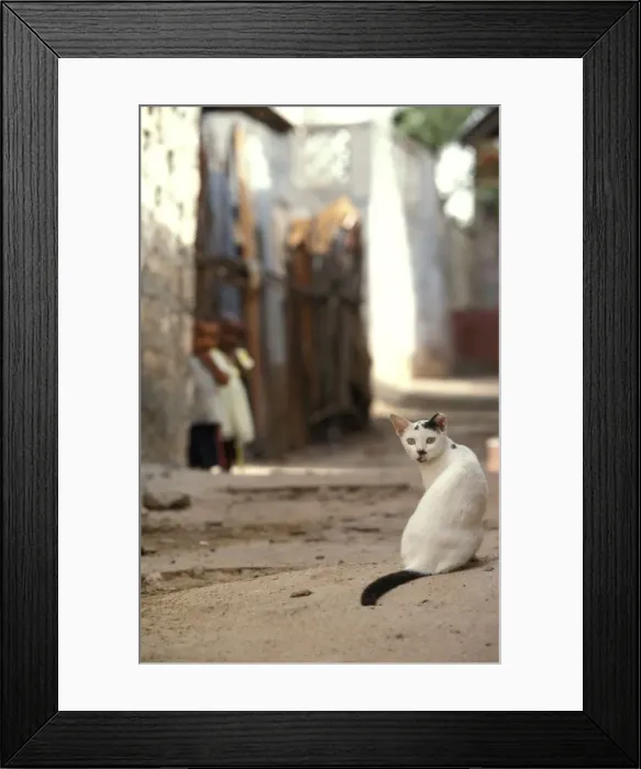 Framed Print : Cat - on the Island of Lamu - Kenya - Indian Ocean Framed Print : Cat - on the Island of Lamu - Kenya - Indian Ocean