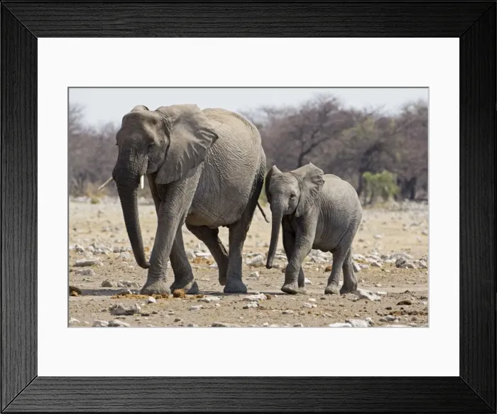 Framed Print : African Elephant - adult and juvenile side by side - Etosha National Park - Namibia - Africa Framed Print : African Elephant - adult and juvenile side by side - Etosha National Park - Namibia - Africa