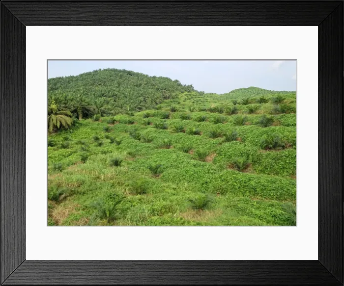 Framed Print : Oilpalm Plantation, Sabah, Borneo, East Malaysia Framed Print : Oilpalm Plantation, Sabah, Borneo, East Malaysia