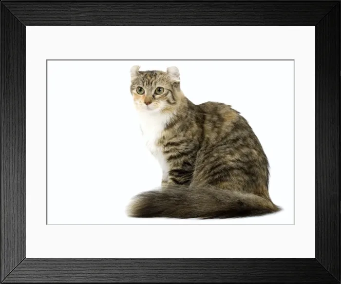 Framed Print : Cat- American Curl - Brown tortie blotched tabby & white Framed Print : Cat- American Curl - Brown tortie blotched tabby & white