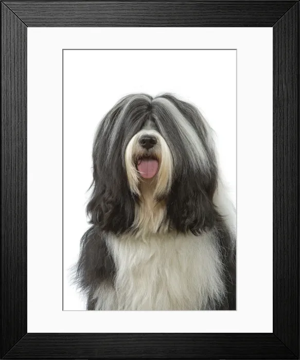 Framed Print : Dog - Tibetan Terrier Framed Print : Dog - Tibetan Terrier