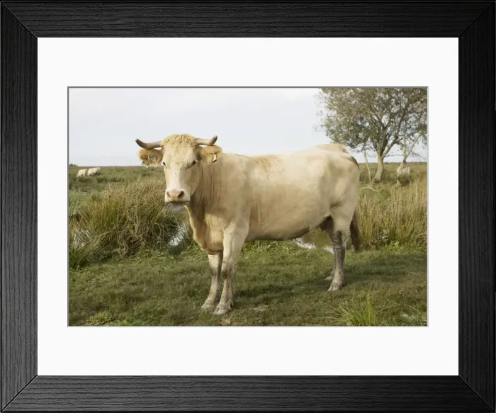 Framed Print : Cattle which graze wetlands of Parc Naturel de Briere Brittany France Framed Print : Cattle which graze wetlands of Parc Naturel de Briere Brittany France