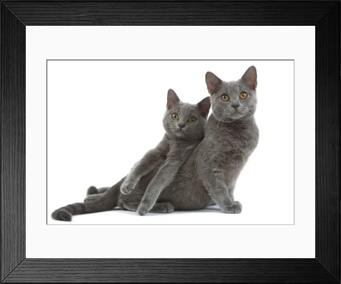 Framed Print : Cat - Chartreux kittens in studio Framed Print : Cat - Chartreux kittens in studio